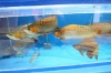 AQUARIUM ASIAN AROWANA FISHES SUCH LIKE SUPER RED CHILLI RED GOLDEN X BACK etc.